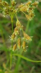 Scirpus pendulus