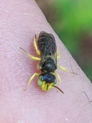Calliopsis andreniformis