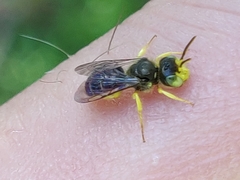 Calliopsis andreniformis