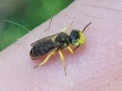 Calliopsis andreniformis