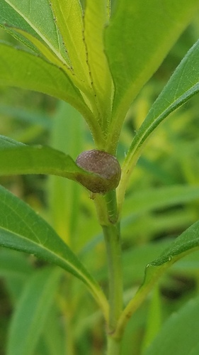 Sunflower Purse Gall Midge photo 3