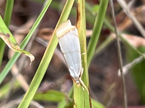Mother-of-Pearl Moth photo 2