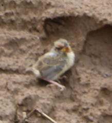 Ammodramus aurifrons