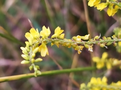 Melilotus officinalis