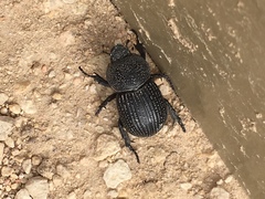 Archophileurus cribrosus