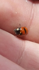 Coccinella monticola