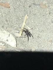 Herpyllus propinquus