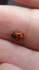 Coccinella monticola