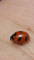 Coccinella monticola