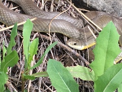 Coluber constrictor flaviventris