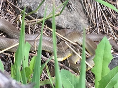 Coluber constrictor flaviventris