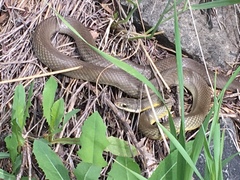 Coluber constrictor flaviventris