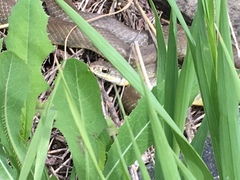 Coluber constrictor flaviventris