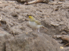 Ammodramus aurifrons