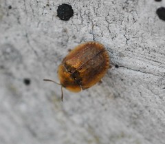 Hypocassida subferruginea