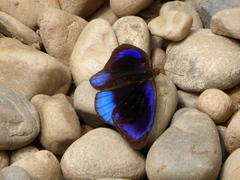 Eunica eurota