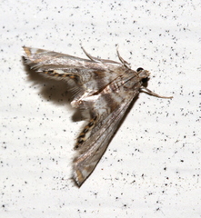 Petrophila canadensis