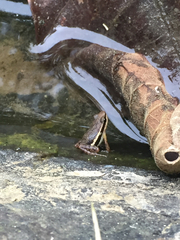 Epipedobates machalilla