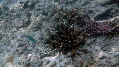 Stethojulis trilineata