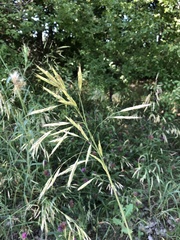 Bromus riparius
