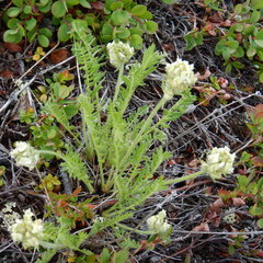 Oxytropis borealis viscida