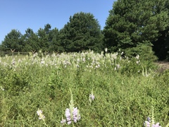 Physostegia digitalis