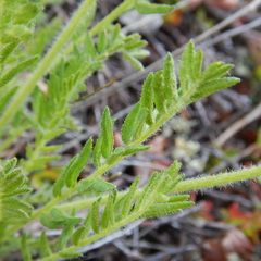 Oxytropis borealis viscida
