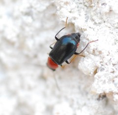 Ebaeus thoracicus