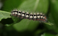 Acronicta cinerea