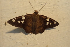 Nascus phocus