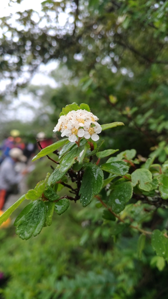 Spiraea tatakaensis