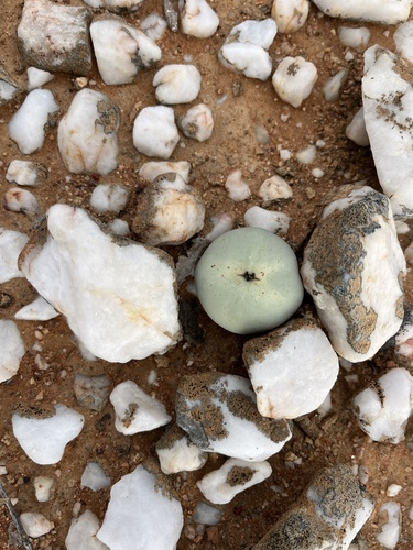 Image of Conophytum calculus by (c) Charleen Brunke, some rights reserved (CC BY)
