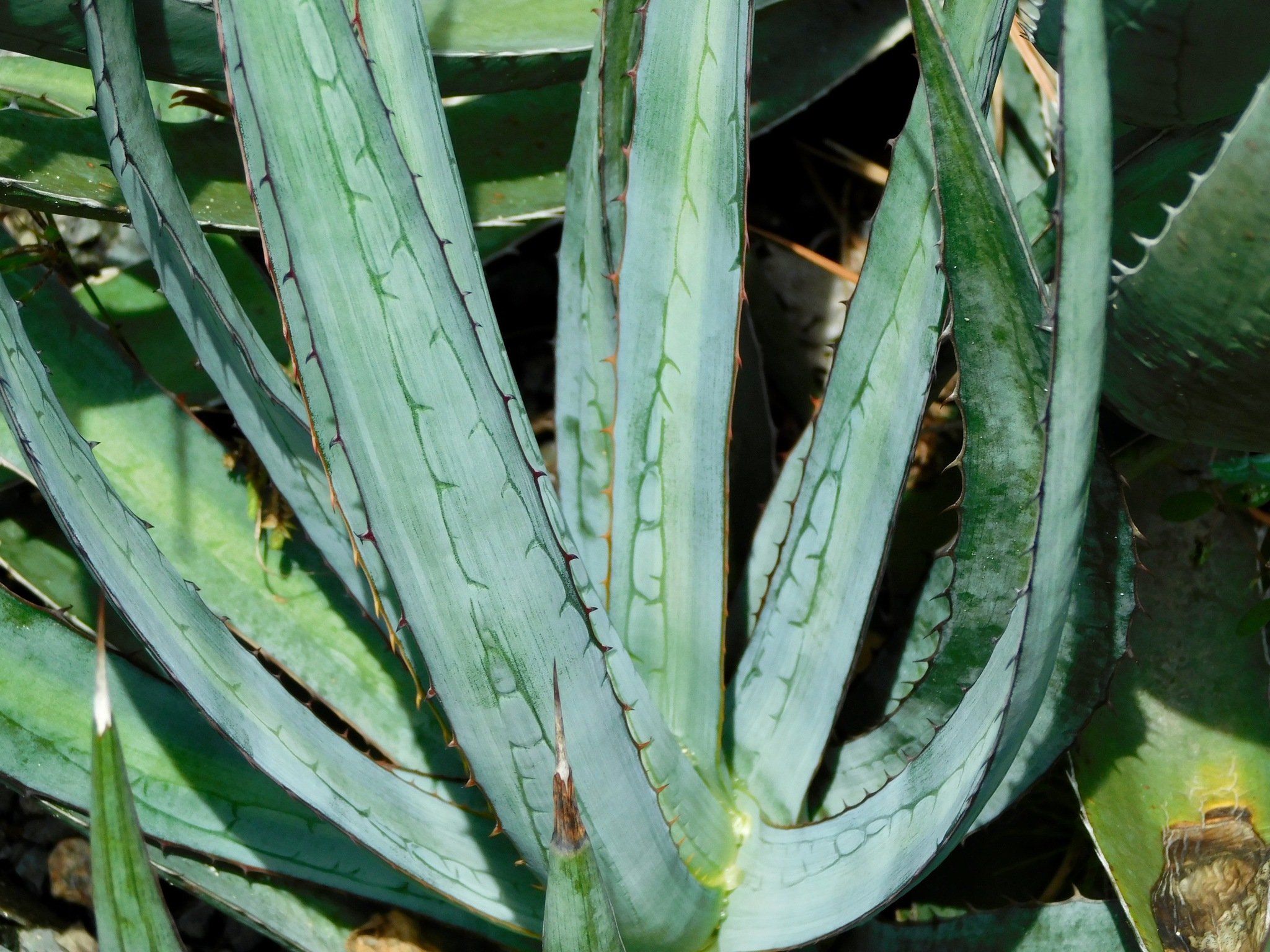 Agave funkiana  iNaturalist