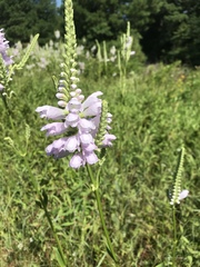 Physostegia digitalis