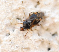 Deraeocoris flavilinea
