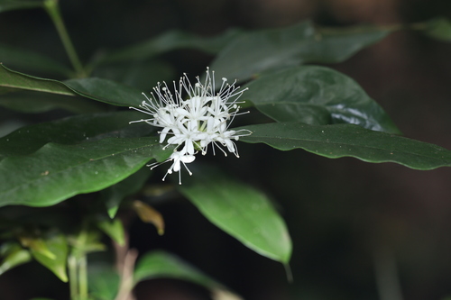 Phaleria capitata observed 2024-07-20
