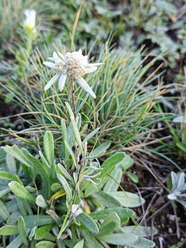 Image of Leontopodium ochroleucum by no rights reserved