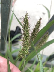 Setaria verticillata
