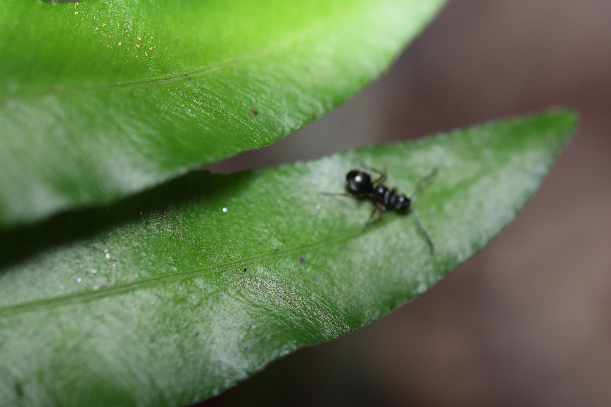 Polyrhachis bugnioni