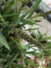 Setaria verticillata