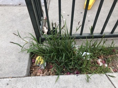 Setaria verticillata