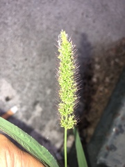 Setaria verticillata
