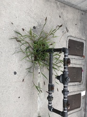 Setaria verticillata