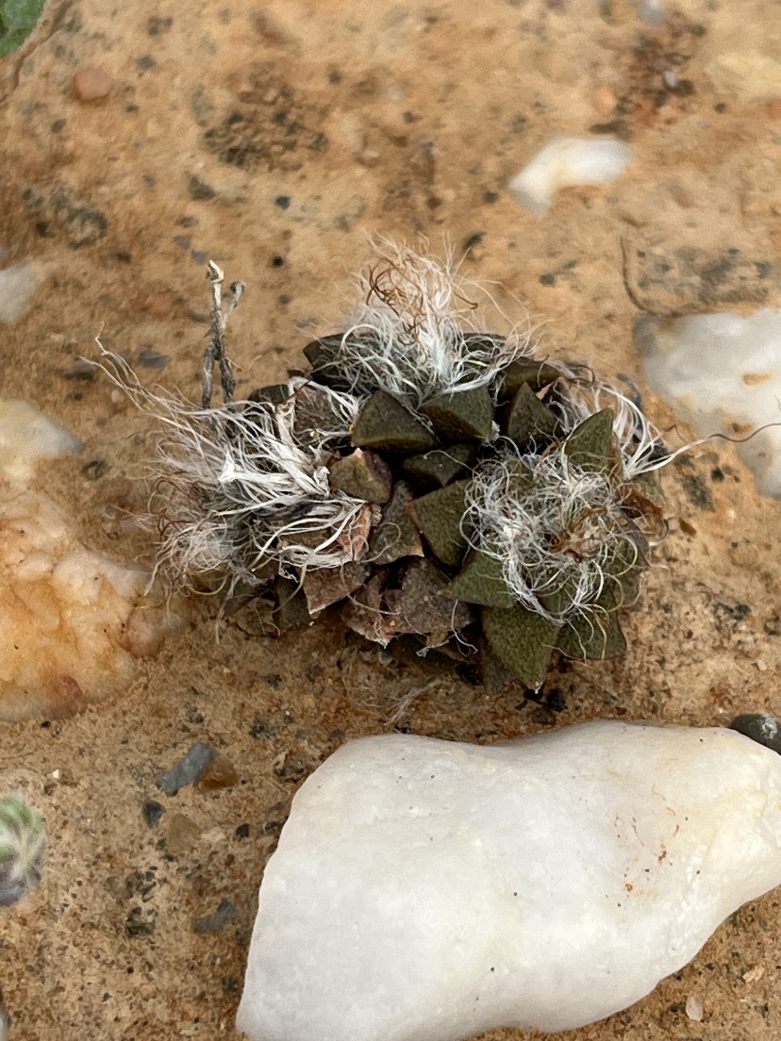 Imagem de Rosa-do-deserto