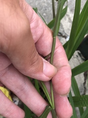 Setaria verticillata