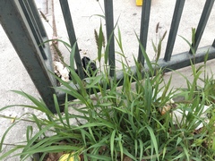 Setaria verticillata