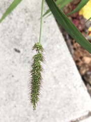 Setaria verticillata