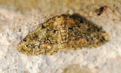 Cleorodes lichenaria