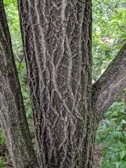 Euonymus hamiltonianus