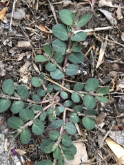 Euphorbia prostrata
